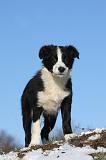 BORDER COLLIE 1039